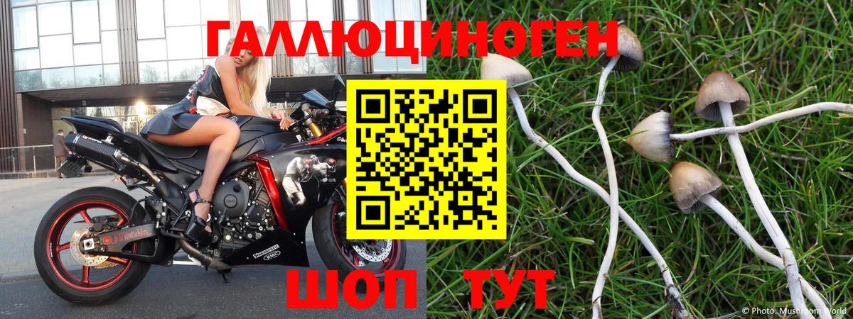 Галлюциногенные грибы Cubensis Междуреченск